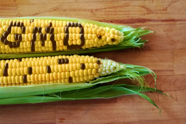 Jeszcze dwa lata będzie można stosować pasze z GMO