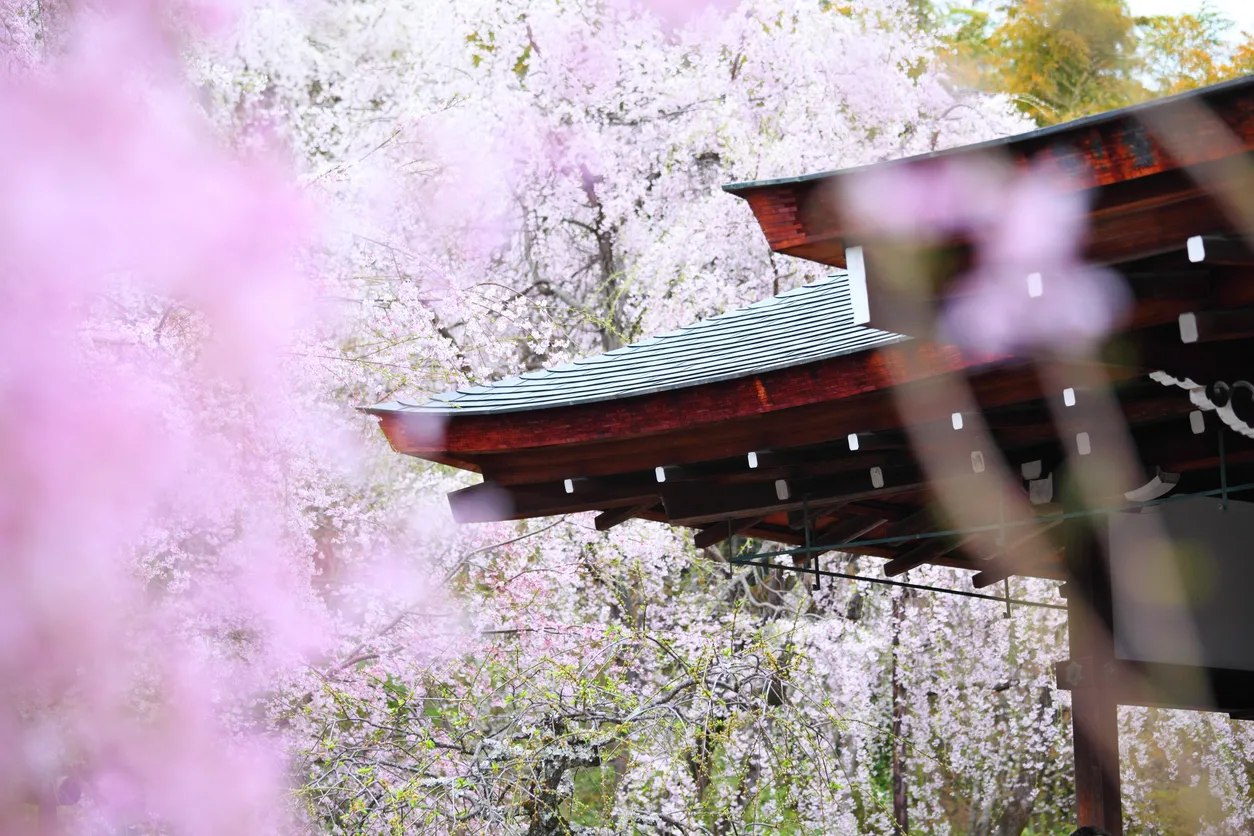Zagubiona tradycja orientalnej sztuki życia. „Japonia utracona” Alexa Kerra [RECENZJA]