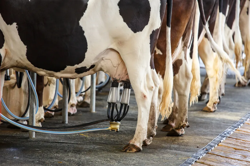 Matryca VAT budzi pierwsze kontrowersje. Rolnicy: Wzrosną koszty produkcji mleka