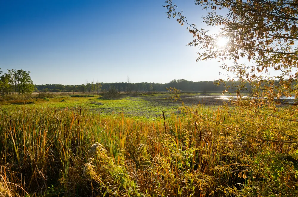 Miało być pole golfowe – będzie las na ok. 60 hektarach