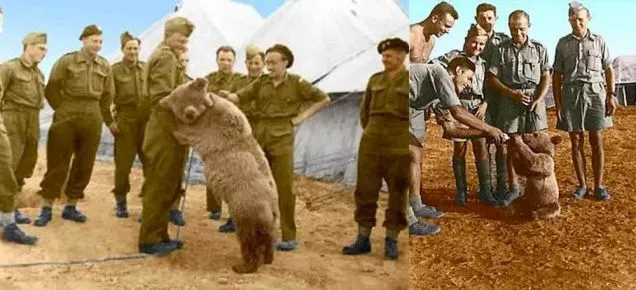 W Cassino stanie pomnik niedźwiedzia Wojtka. "Prawdziwy żołnierz, który wziął udział w bitwie"