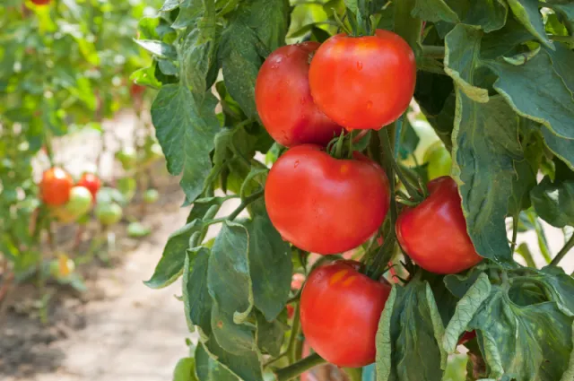 Plantator pomidorów chce zatrudnić całą drużynę ekstraklasy