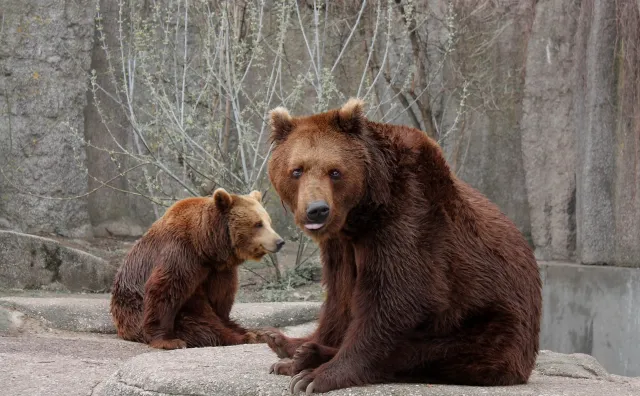 Koronawirus w Niemczech. Zoo nie wyklucza uboju zwierząt w powodu pandemii