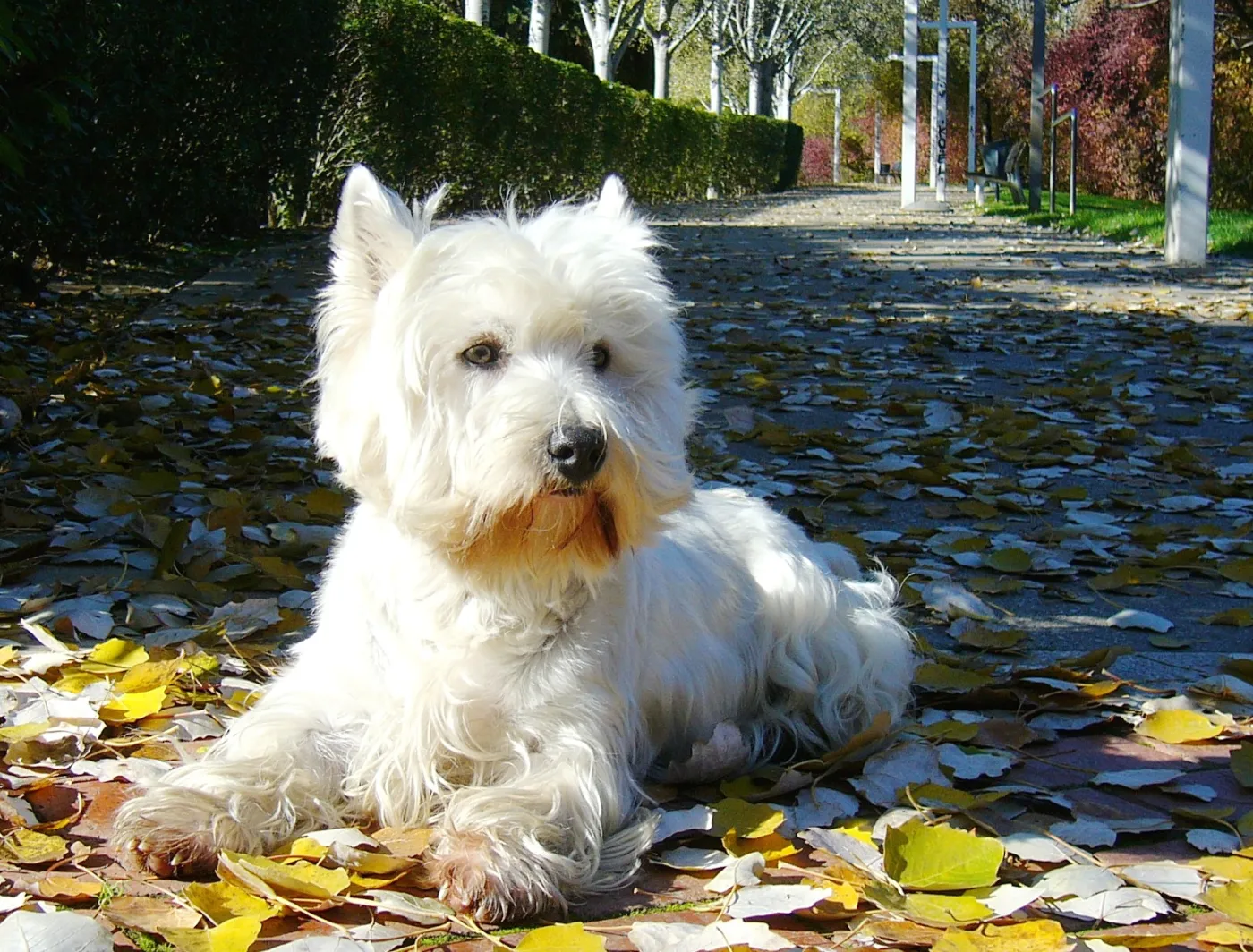 Zoopsycholog: mediator dla rodziny z psem