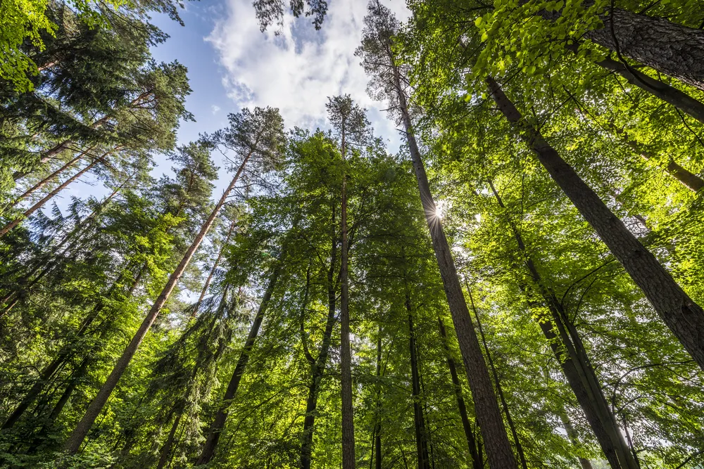 "Lasy dla klimatu". Na COP24 przyjęto Deklarację Ministerialną