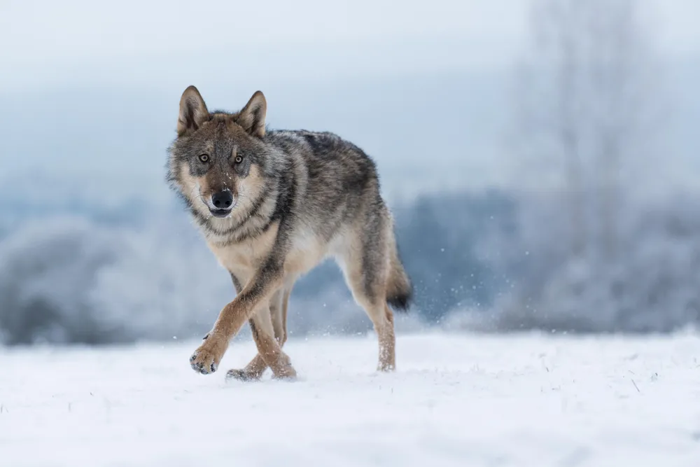 Zastępca generalnego dyrektora ochrony środowiska: Konflikty na linii człowiek – wilk mogą się pojawiać, ale nie trzeba od razu sięgać po strzelbę [WYWIAD]