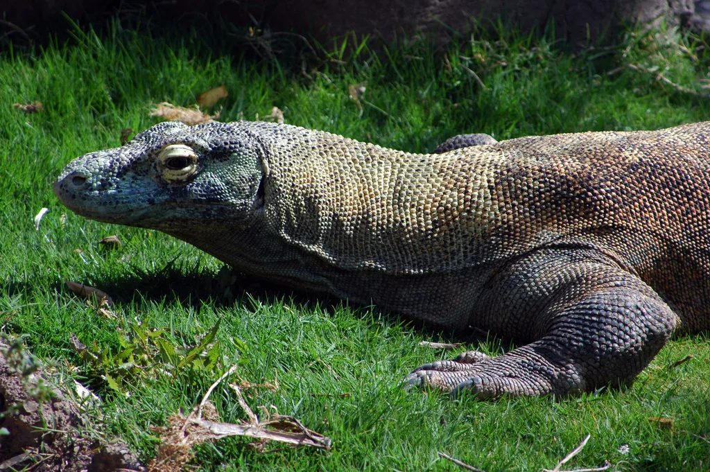 660773-komodo1.jpg