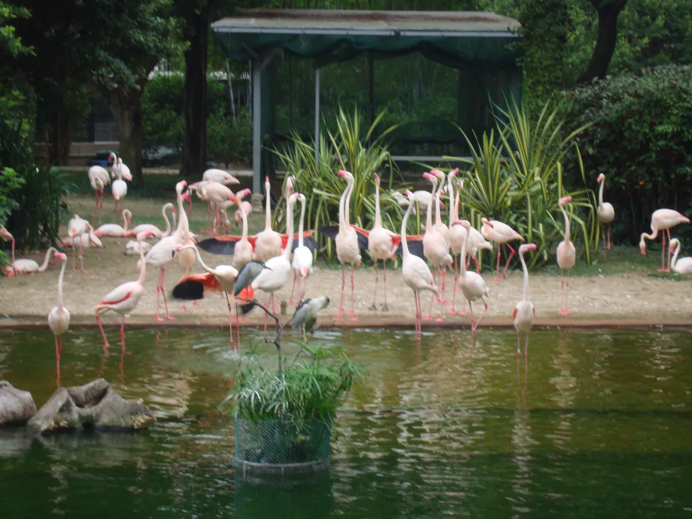 528870-flamingi.jpg