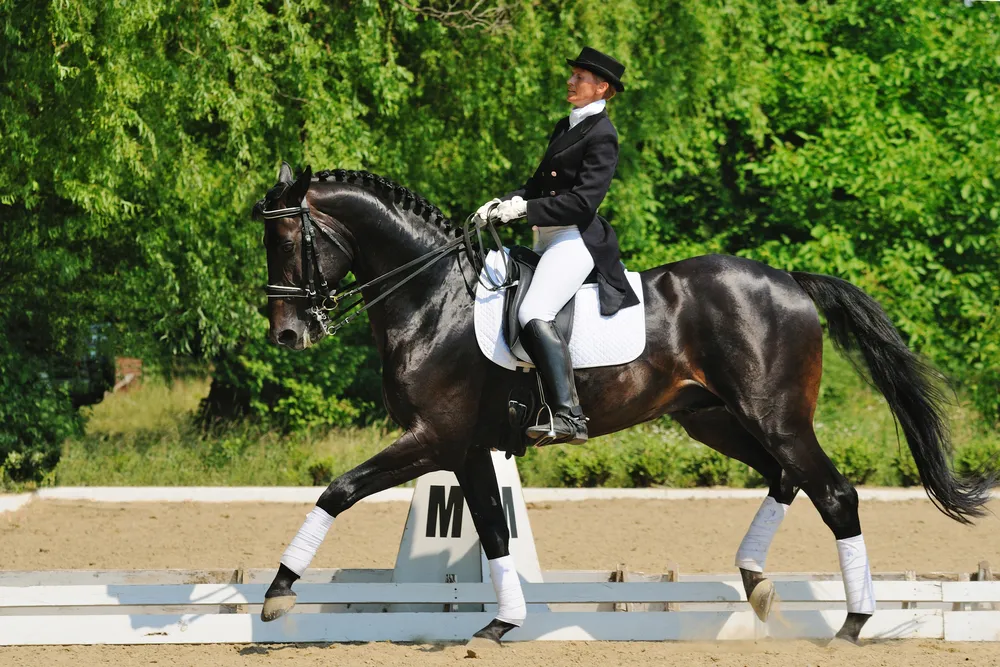 960814-dressage.jpg
