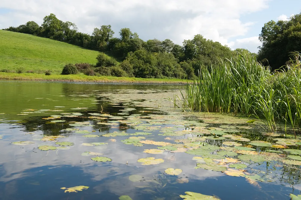 1566966-cavan.jpg