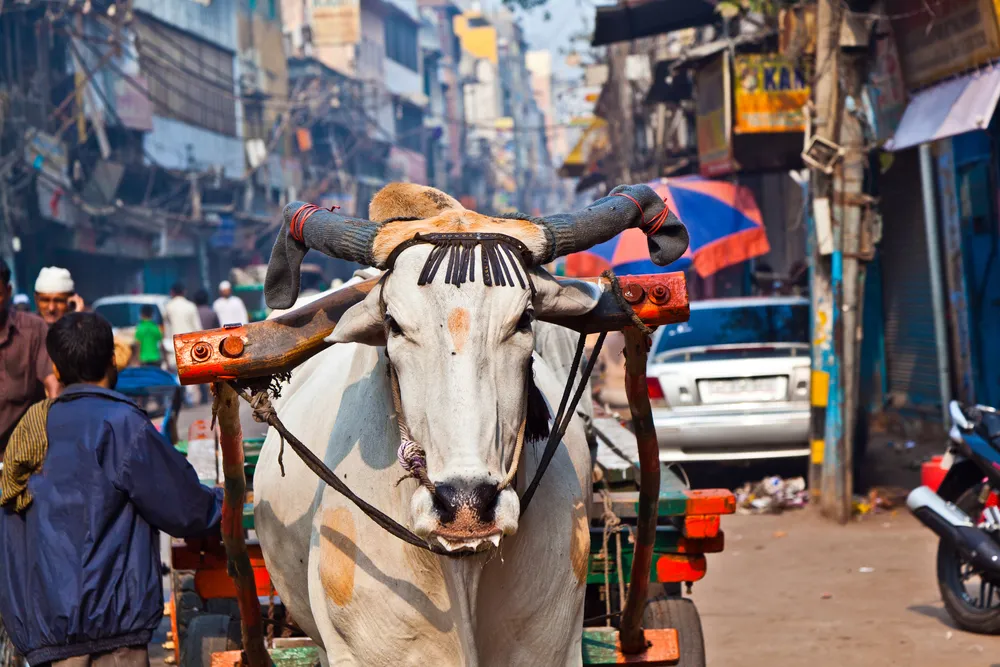 1645489-delhi.jpg