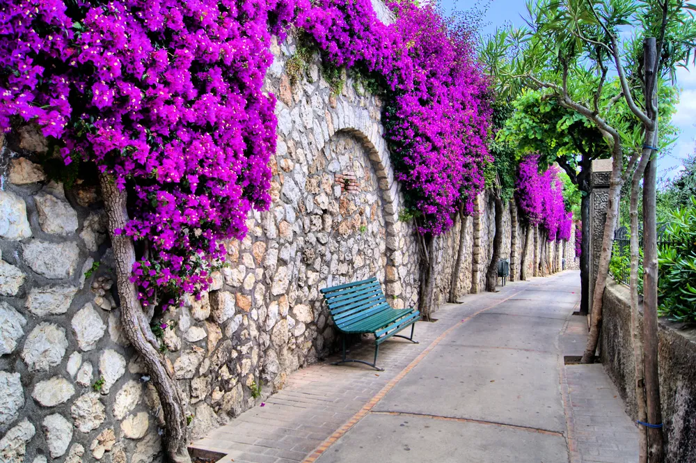 1363899-capri.jpg