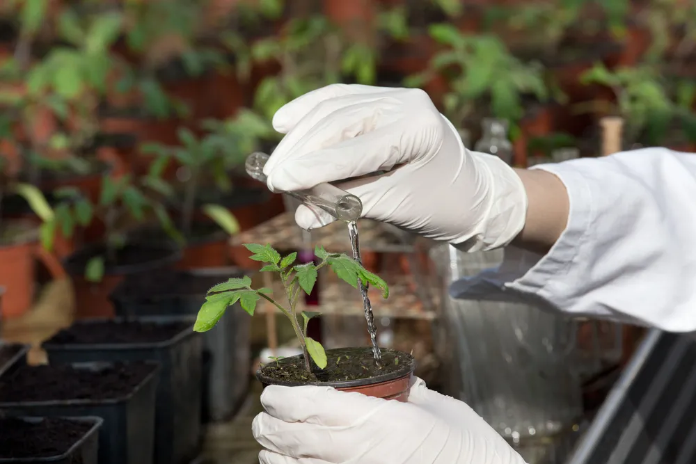 Rośliny a prawa autorskie: Czy GMO można ściągnąć z sieci?