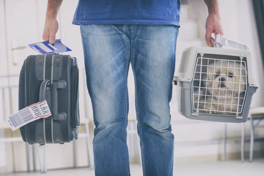 Zwierzę na pokładzie samolotu. O co chodzi z „emotional support animal”?