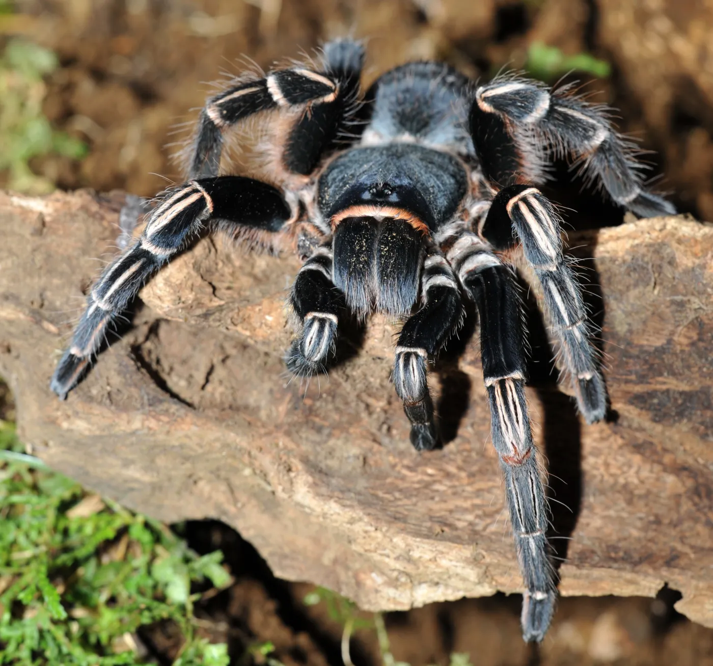 Tarantula, zdjęcie ilustracyjne