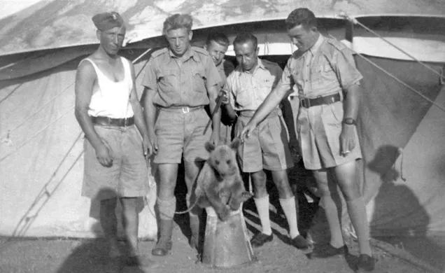 Kapral Wojtek, co lubił piwo. Historia niedźwiedzia w armii Andersa. ZDJĘCIA i WIDEO