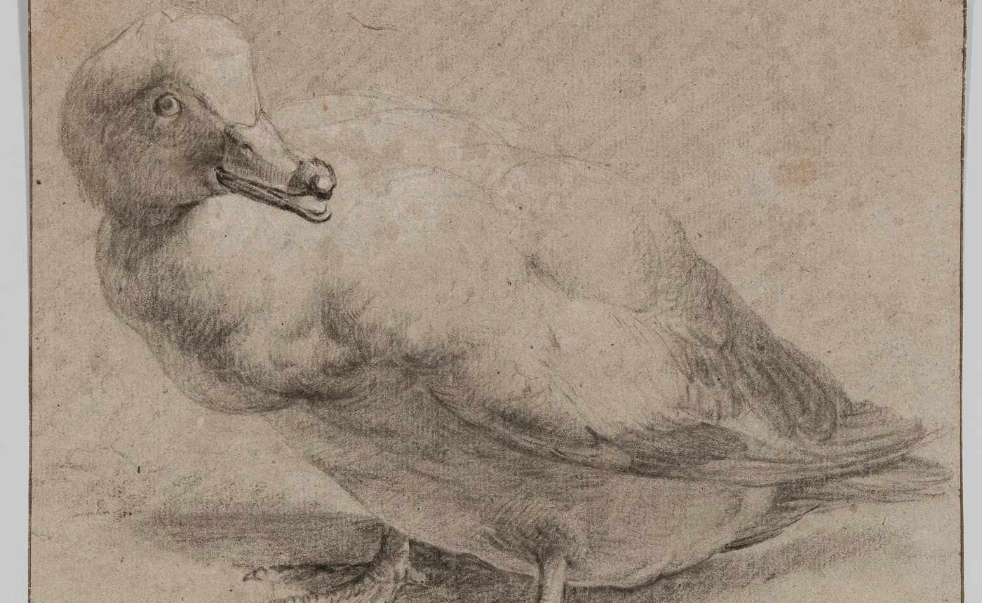 12_Artysta holenderski_Kaczka_ok_1650
