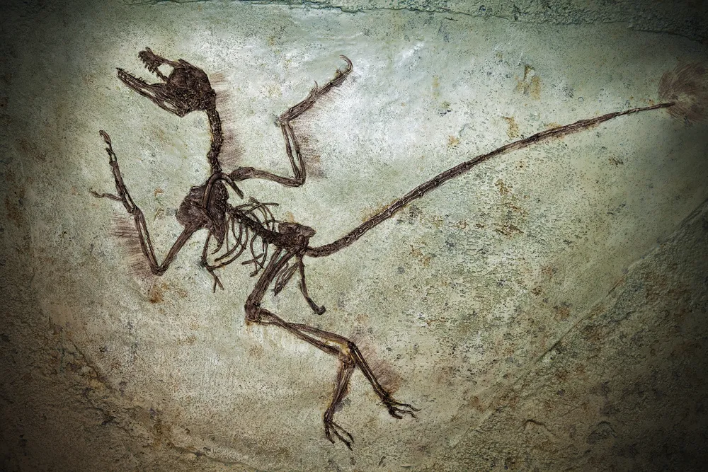 Naukowcy odkryli nowy gatunek dinozaura