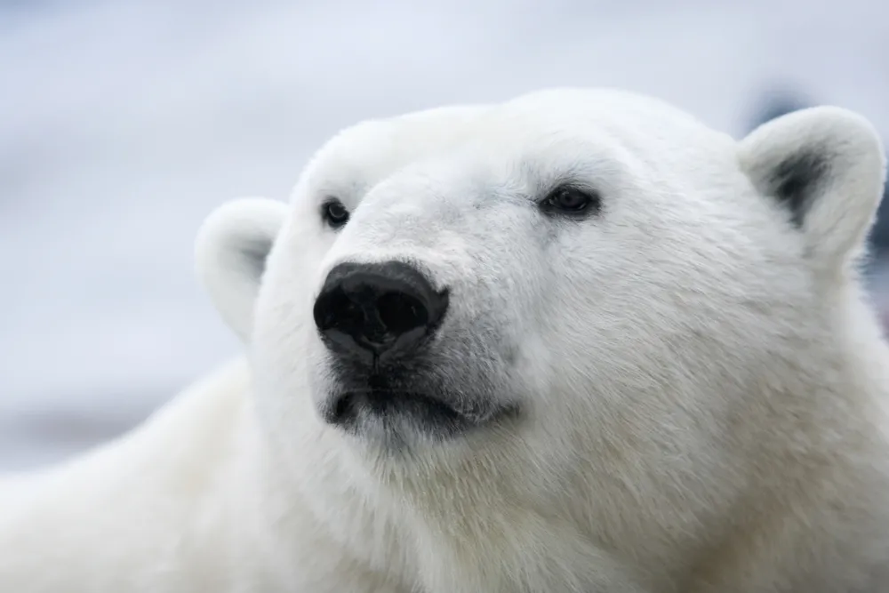 WWF podało przerażające dane. Może wyginąć ponad milion gatunków roślin i zwierząt
