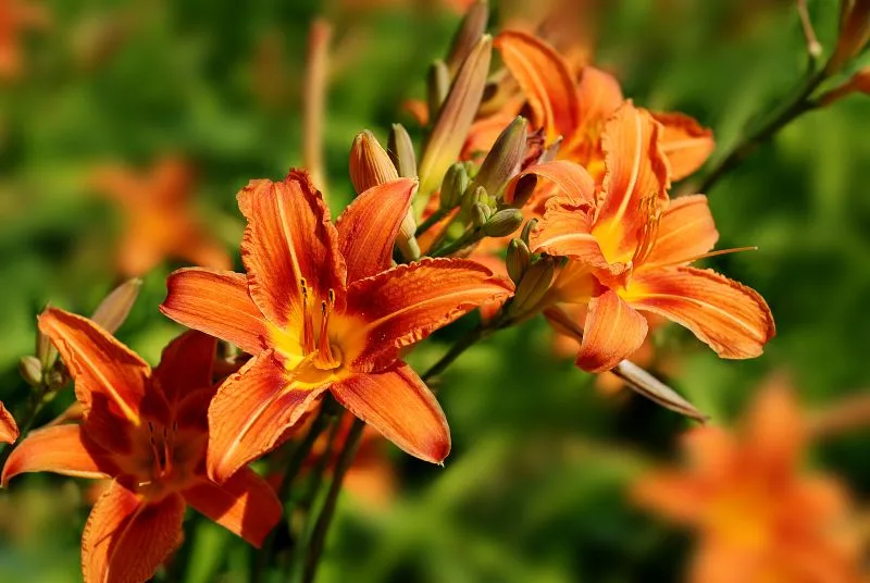 liliowiec