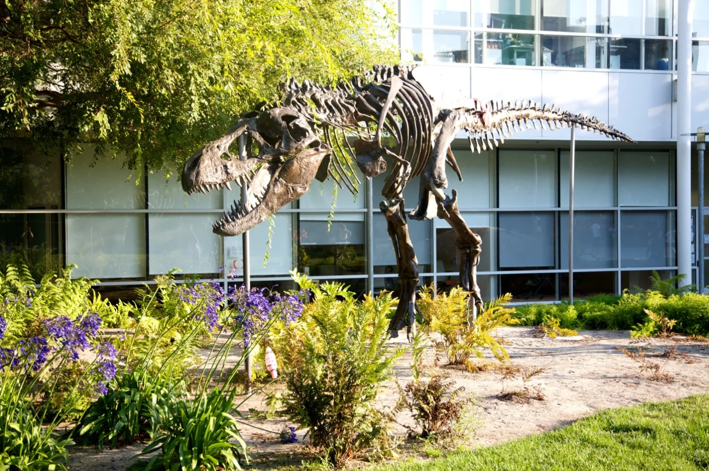 1173360-t-rex.jpg