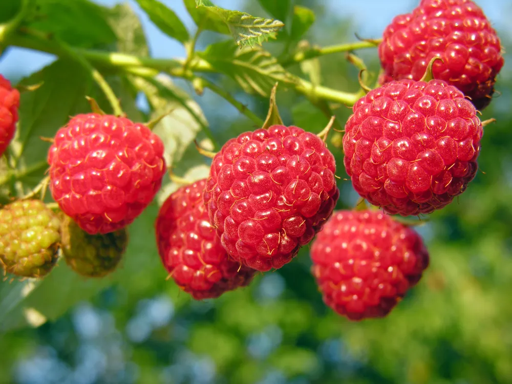 922781-maliny.jpg