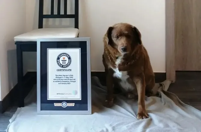 Został wpisany do Księgi Rekordów Guinnessa. Nie żyje najstarszy pies świata