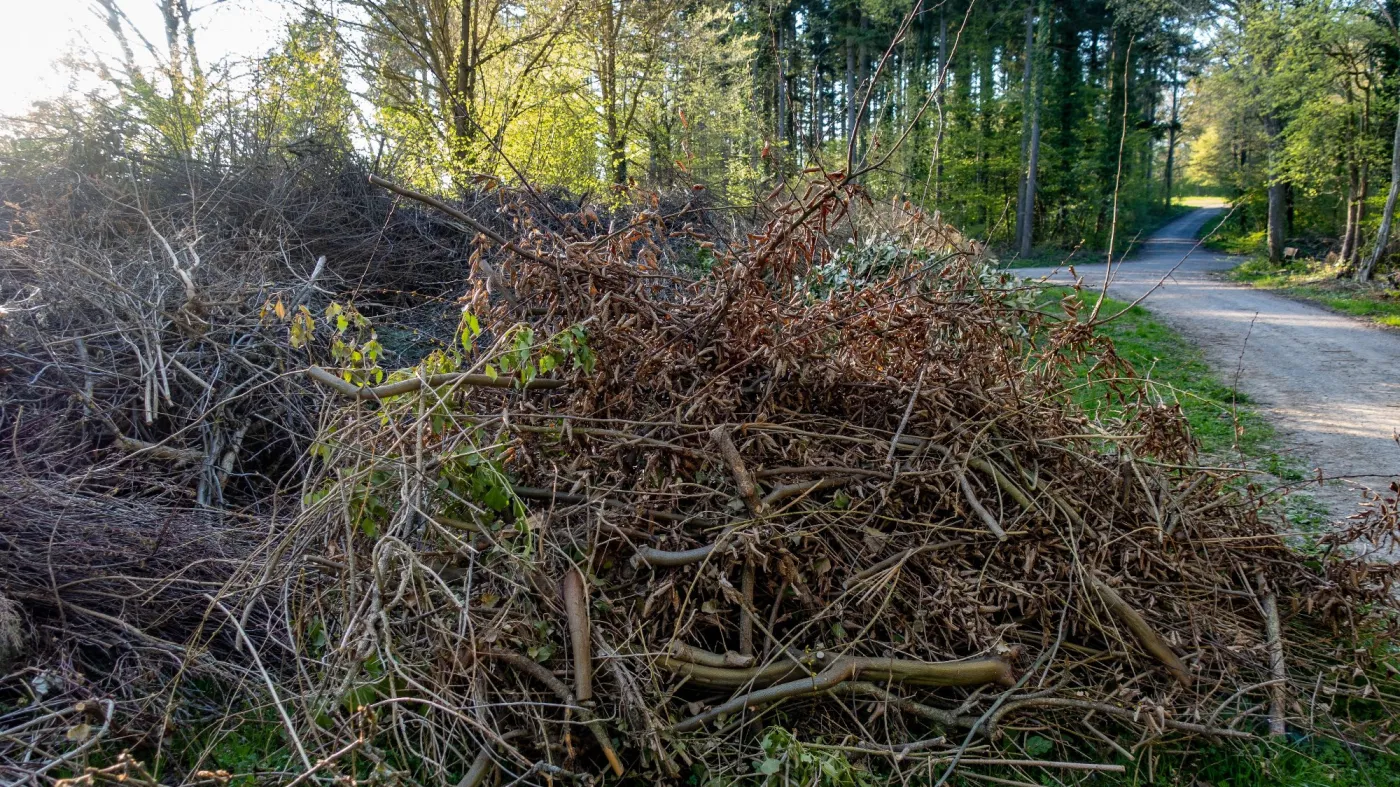 las, Lasy Państwowe, drewno, grzywna, kodeks wykroczeń