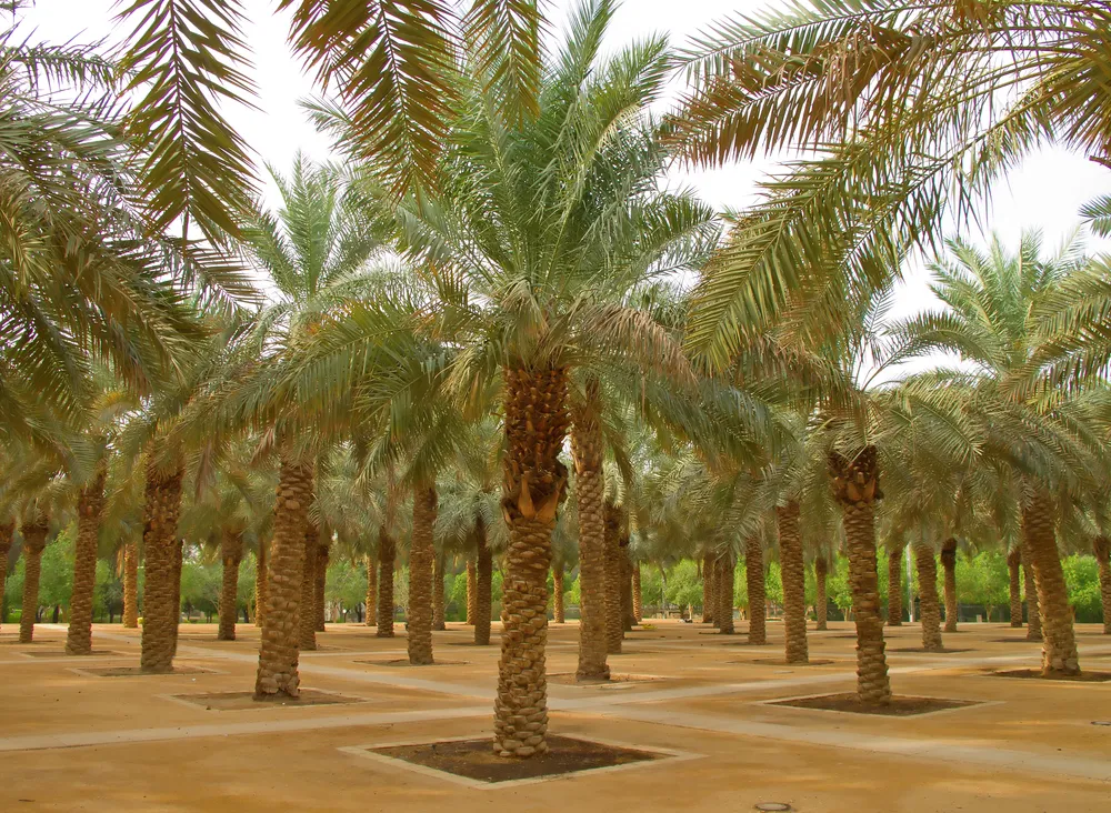 Arabia Saudyjska stawia na turystykę