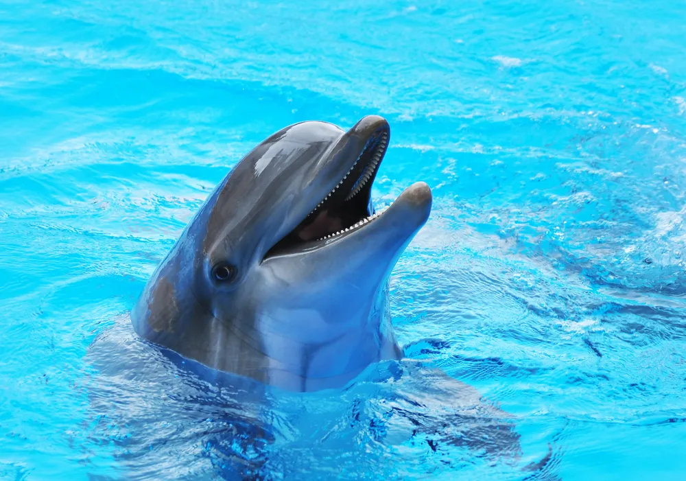 We Mszczonowie powstanie delfinarium