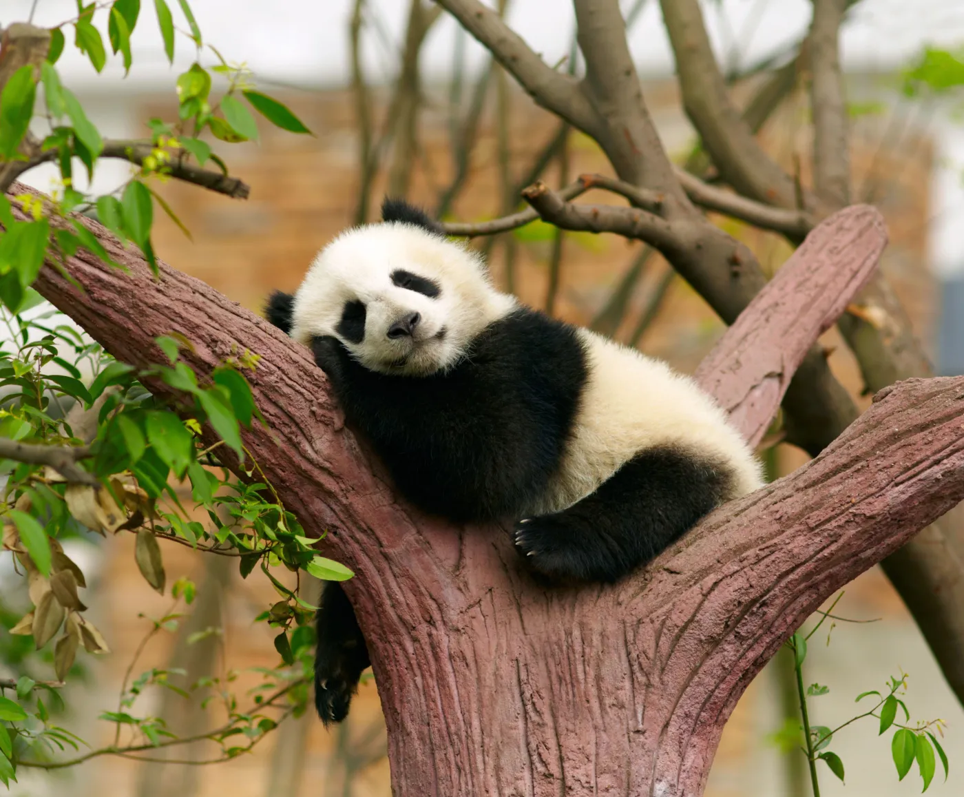 „Panda Fridays”, czyli co drugi piątek wolny