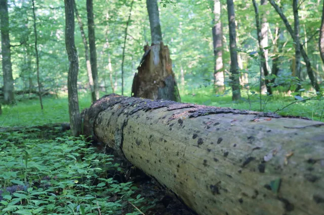 Ruszają prace zw. z planem dla Puszczy Białowieskiej jako dziedzictwem UNESCO