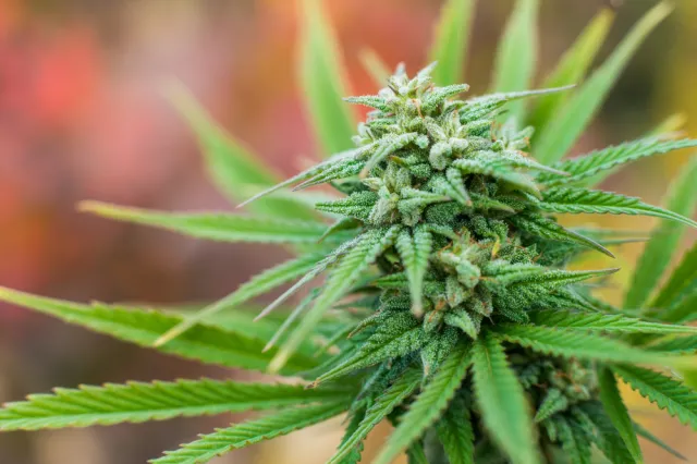 Marihuana to cudowna roślina, ale nie cudowny lek