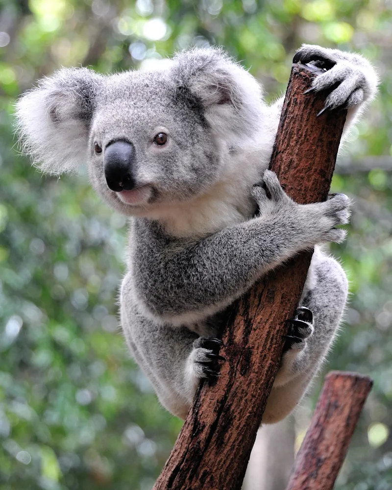1302517-austrlia.jpg