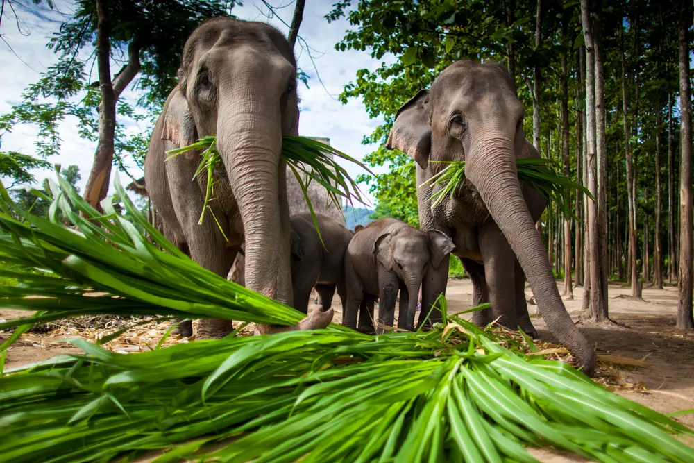 1645457-chiang-mai.jpg