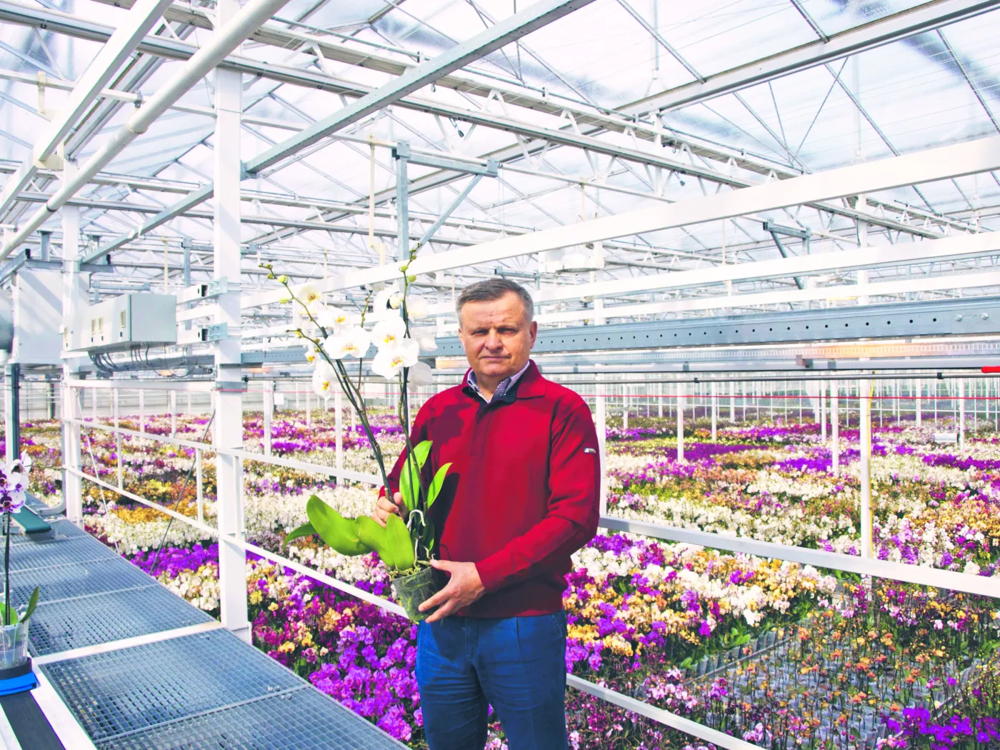 JMP Flowers: Dobre, bo polskie. Także orchidee