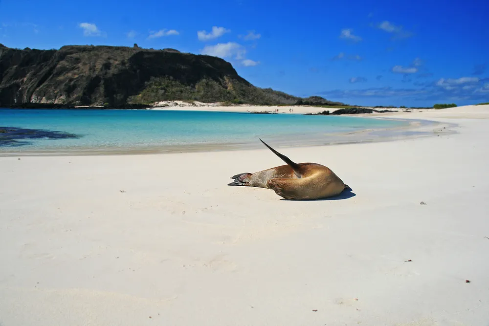 1405818-galapagos.jpg