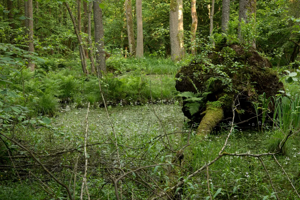 3062886-bialowieza.jpg