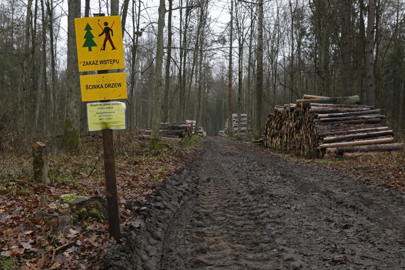 Białowieska