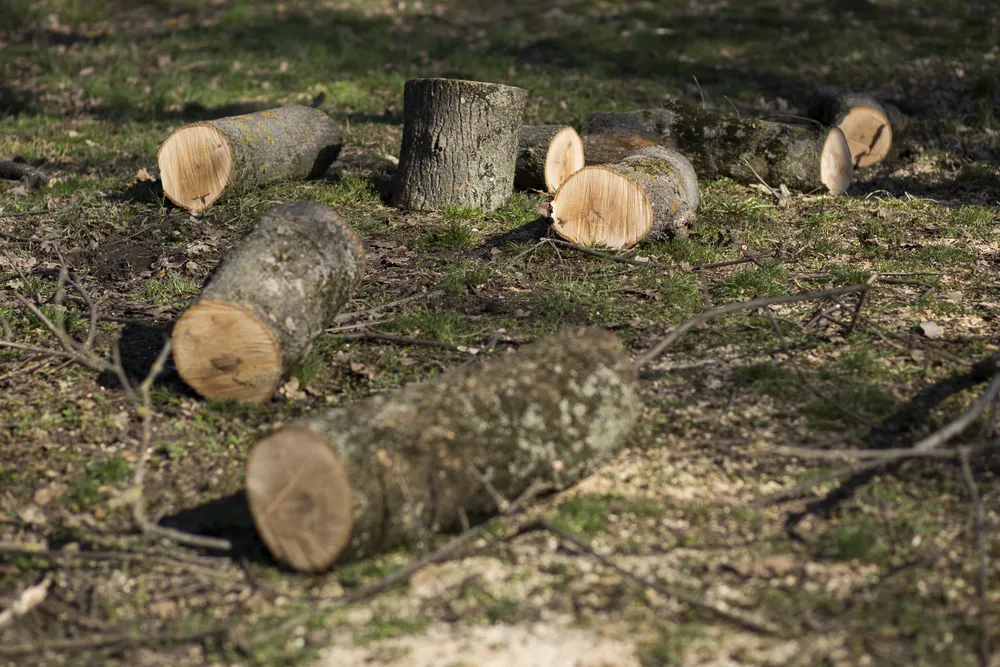 Nowe zasady wycinki: Mniejsze drzewa też do rejestracji