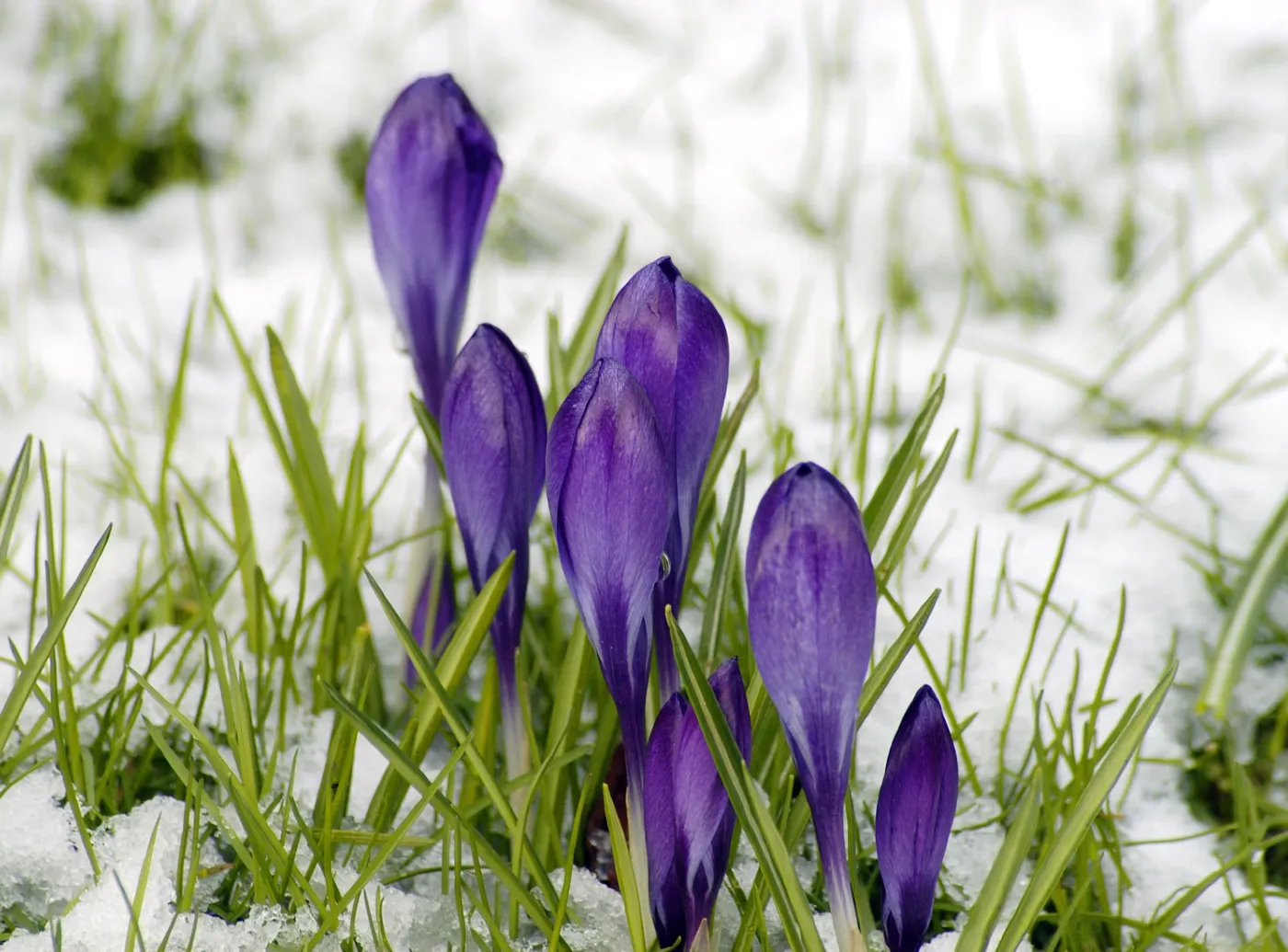 4558781-krokus.jpg