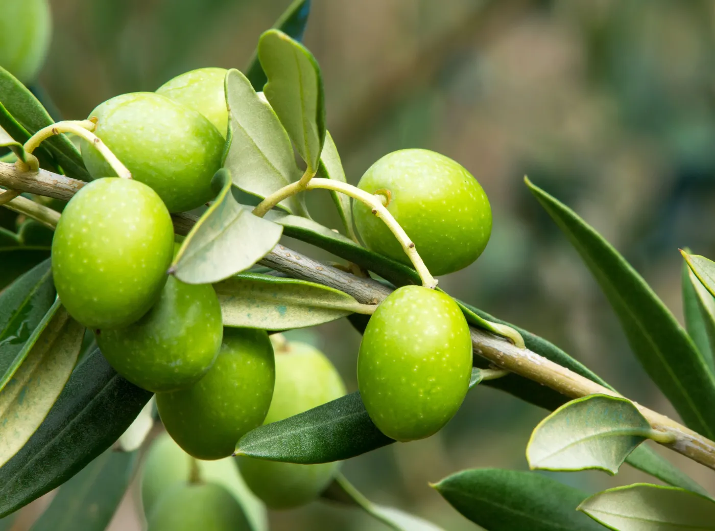Oliwki
