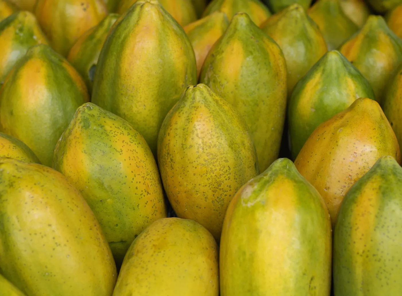 6176609-papaja.jpg