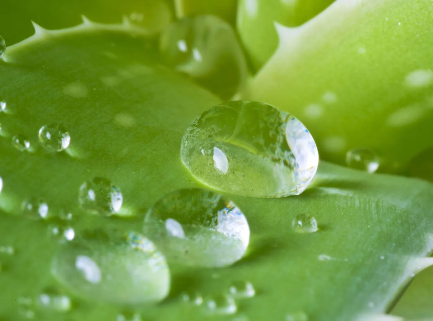 6404511-aloes.jpg