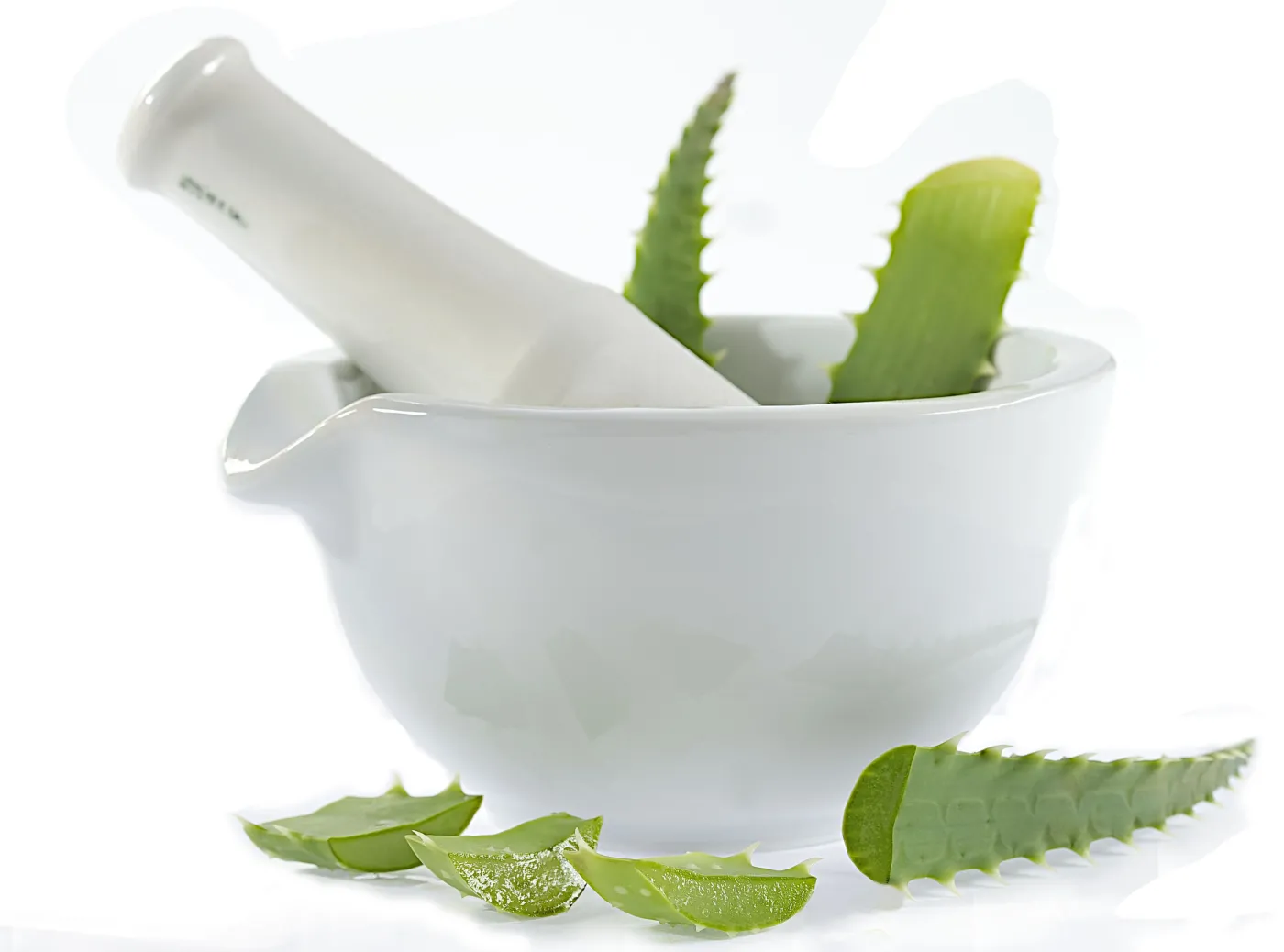 6404577-aloes.jpg
