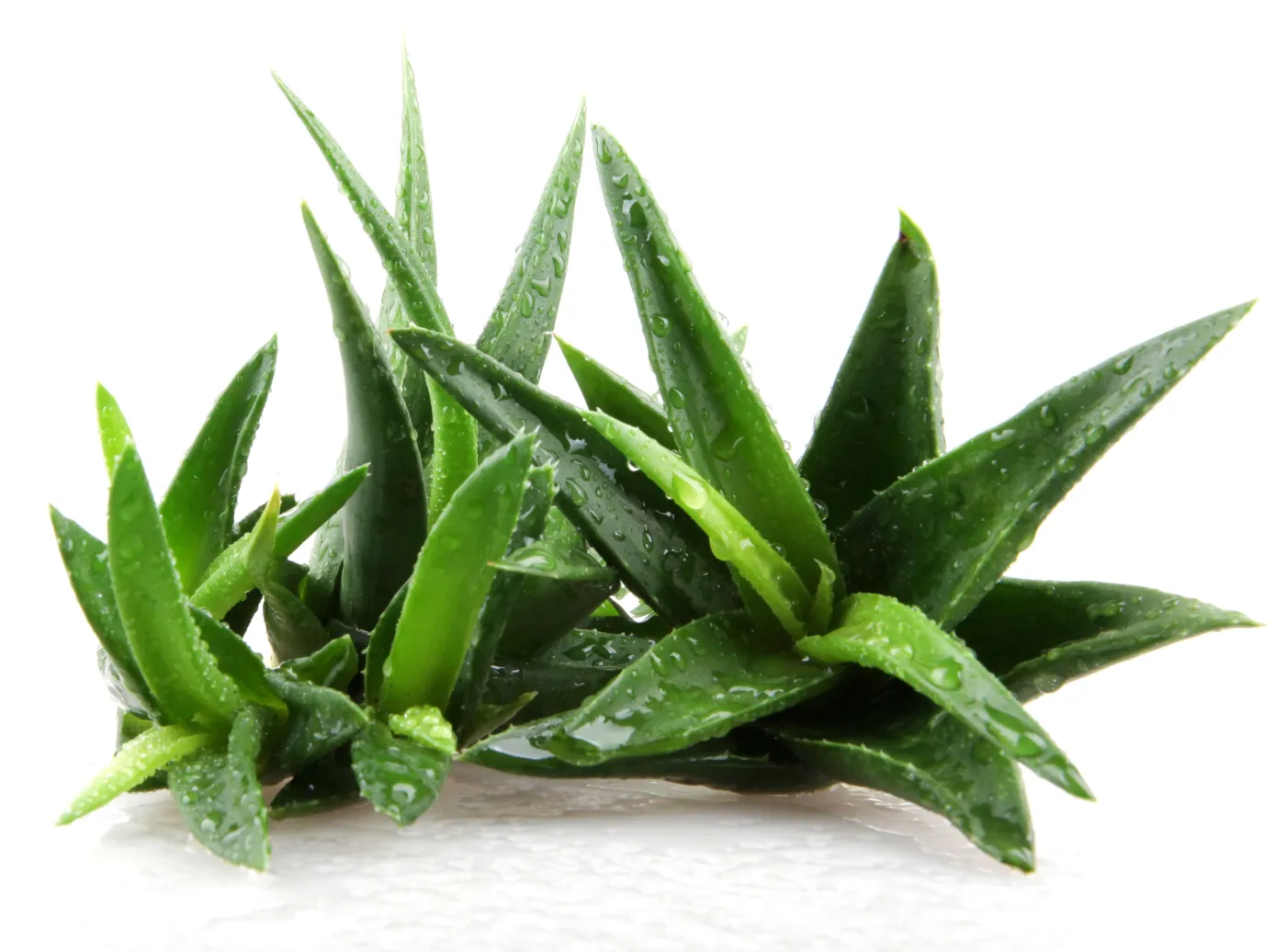 6274850-aloes.jpg