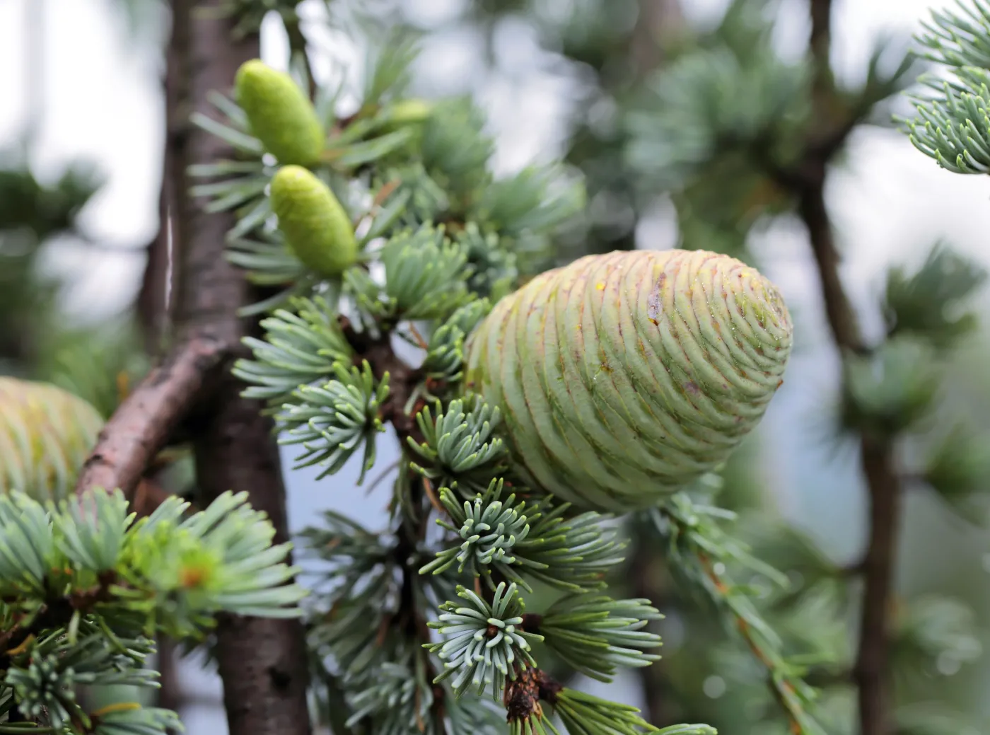 Cedrus