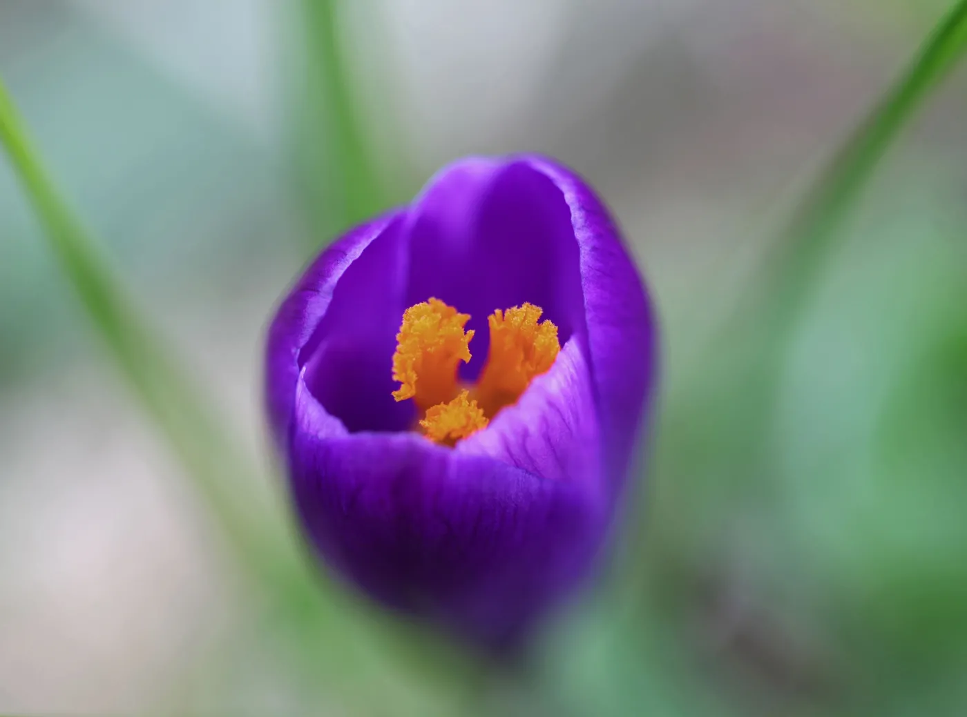 Krokus