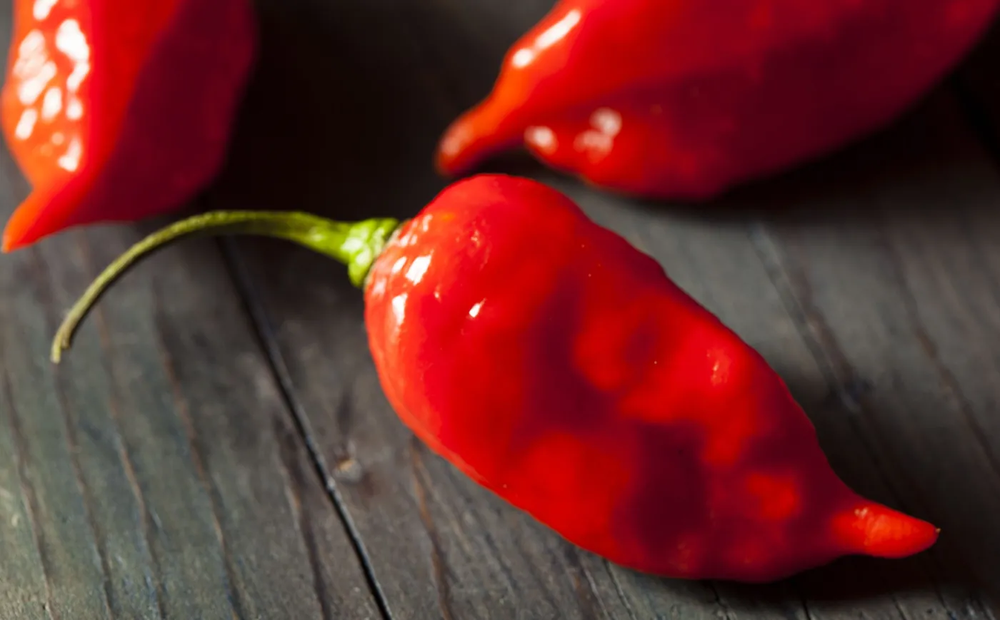 Chilli