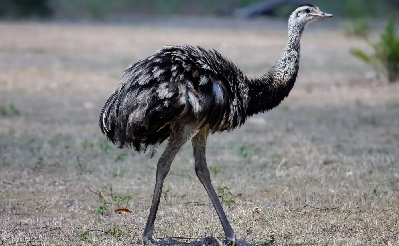 Nandu